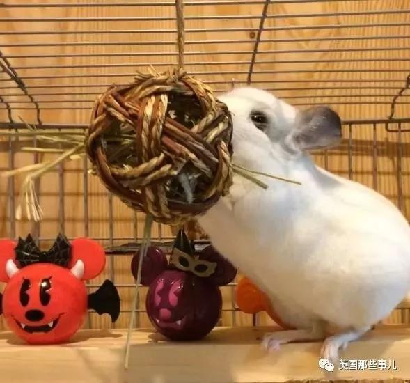 靠屁股出道 凭背影走红的小龙猫 360度无死角全是萌点哇 想捏
