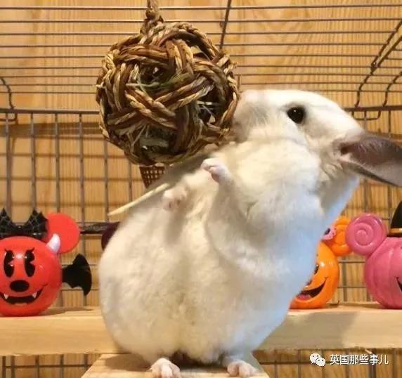 靠屁股出道 凭背影走红的小龙猫 360度无死角全是萌点哇 想捏