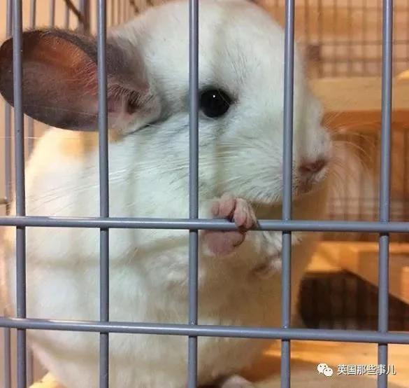 靠屁股出道 凭背影走红的小龙猫 360度无死角全是萌点哇 想捏