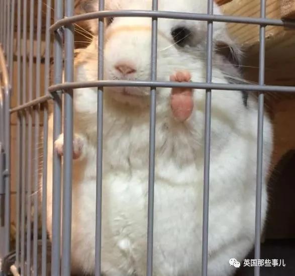 靠屁股出道 凭背影走红的小龙猫 360度无死角全是萌点哇 想捏