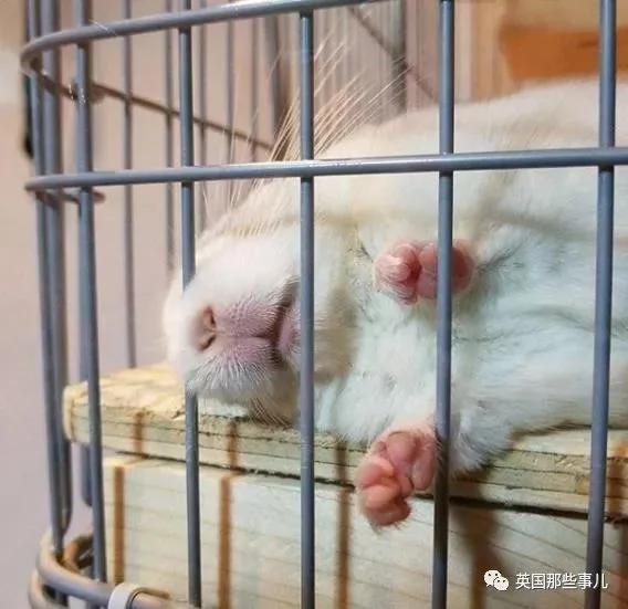 靠屁股出道 凭背影走红的小龙猫 360度无死角全是萌点哇 想捏
