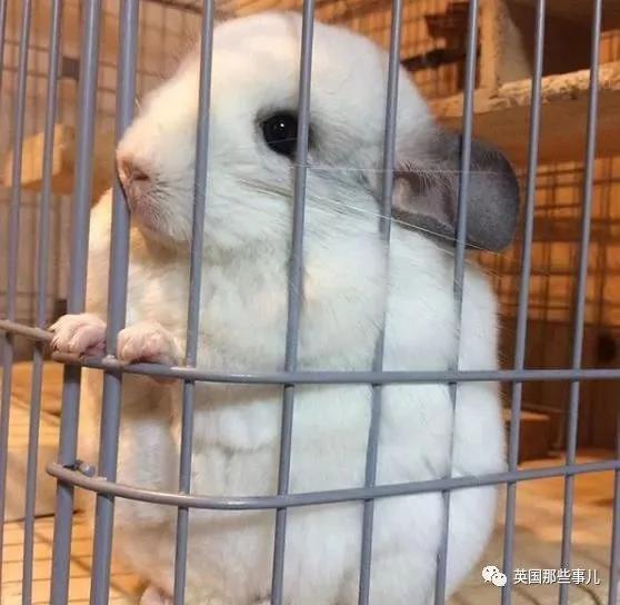 靠屁股出道 凭背影走红的小龙猫 360度无死角全是萌点哇 想捏
