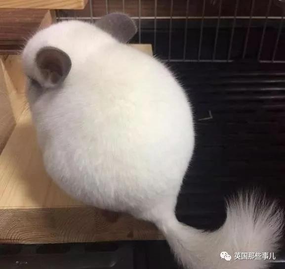 靠屁股出道 凭背影走红的小龙猫 360度无死角全是萌点哇 想捏
