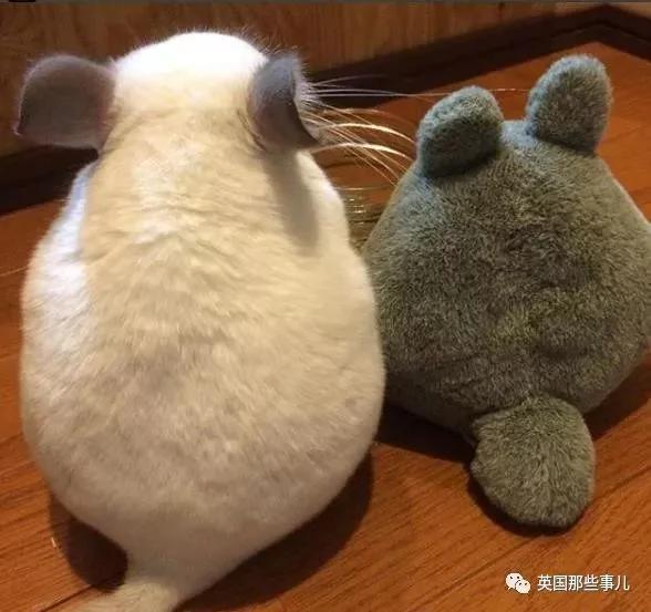 靠屁股出道 凭背影走红的小龙猫 360度无死角全是萌点哇 想捏