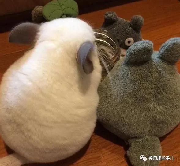 靠屁股出道 凭背影走红的小龙猫 360度无死角全是萌点哇 想捏