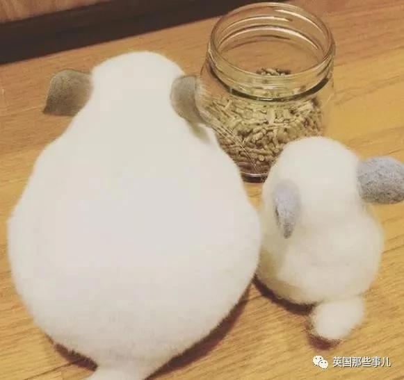 靠屁股出道 凭背影走红的小龙猫 360度无死角全是萌点哇 想捏
