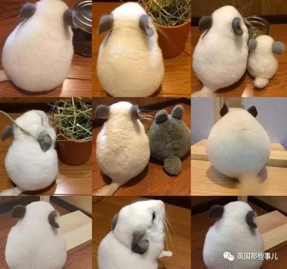 靠屁股出道 凭背影走红的小龙猫 360度无死角全是萌点哇 想捏