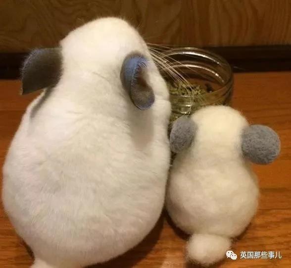 靠屁股出道 凭背影走红的小龙猫 360度无死角全是萌点哇 想捏