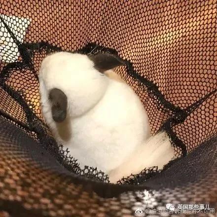 靠屁股出道 凭背影走红的小龙猫 360度无死角全是萌点哇 想捏