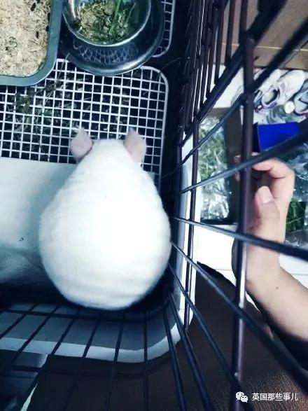 靠屁股出道 凭背影走红的小龙猫 360度无死角全是萌点哇 想捏