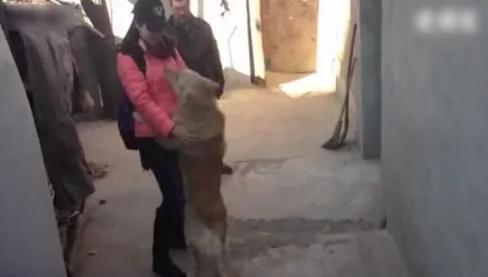 女主人出差回家 狗狗将她拦在门外 真相感人!