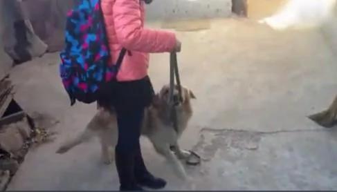 女主人出差回家 狗狗将她拦在门外 真相感人!