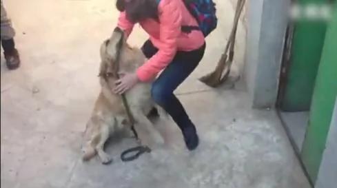 女主人出差回家 狗狗将她拦在门外 真相感人!
