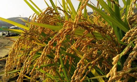 当二十四节气遇上诗歌 居然可以这么文艺范!