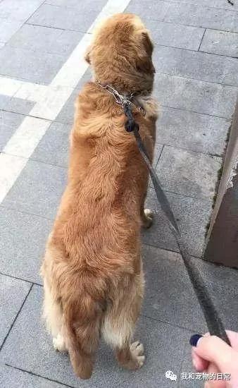 金毛偷偷跑出家走丢了 第二天它竟带着一个白富美还坐着保时捷回家!