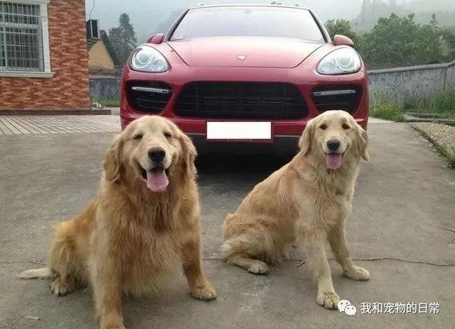 金毛偷偷跑出家走丢了 第二天它竟带着一个白富美还坐着保时捷回家!