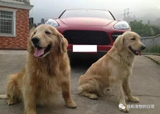 金毛偷偷跑出家走丢了 第二天它竟带着一个白富美还坐着保时捷回家!