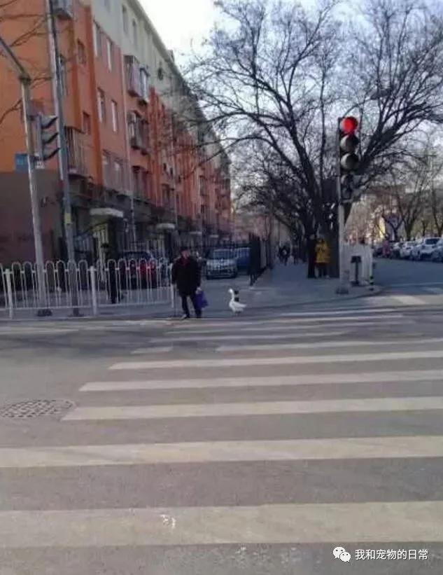 刘大爷养了一只鹅当宠物 这只鹅每天都要跟大爷出门遛弯 并充当贴身保镖!