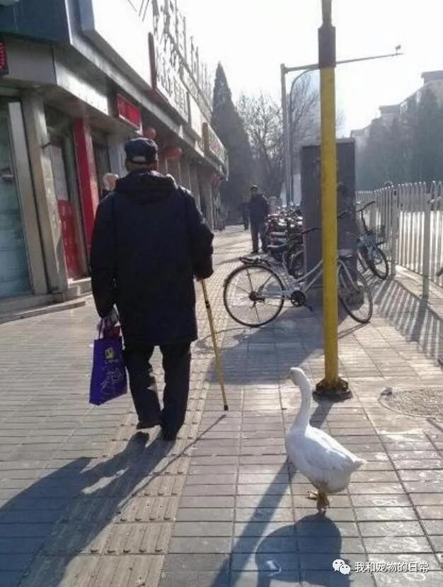 刘大爷养了一只鹅当宠物 这只鹅每天都要跟大爷出门遛弯 并充当贴身保镖!