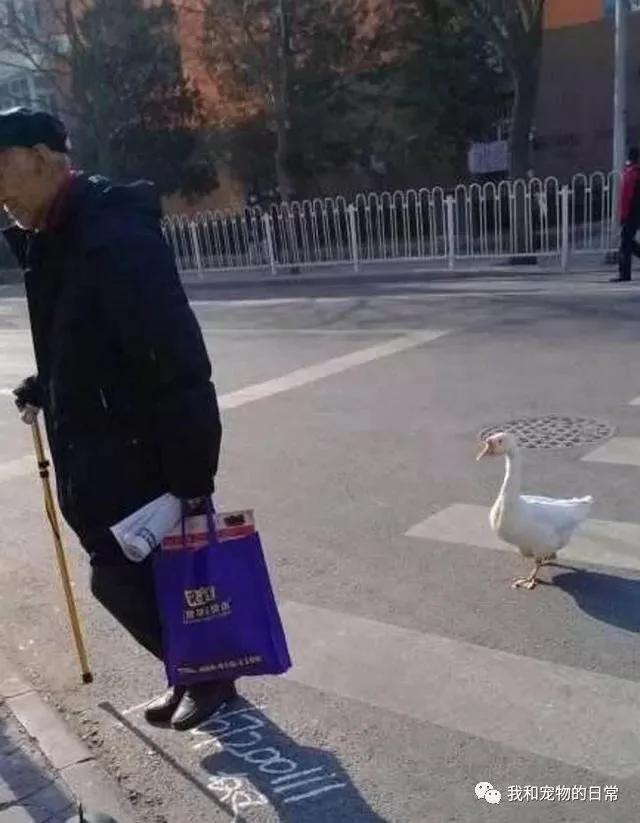 刘大爷养了一只鹅当宠物 这只鹅每天都要跟大爷出门遛弯 并充当贴身保镖!