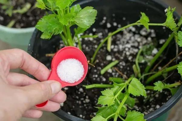 11种实用高效的园艺小技巧 老园丁都不一定会的养花秘诀