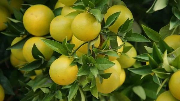 冬季孩子易生病?多吃这10种水果 孩子少生病