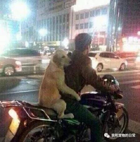 别人家的狗狗都是自己走路遛弯 但这狗从来不走 只坐摩托车!