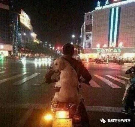 别人家的狗狗都是自己走路遛弯 但这狗从来不走 只坐摩托车!