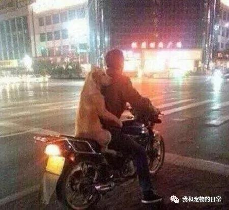 别人家的狗狗都是自己走路遛弯 但这狗从来不走 只坐摩托车!