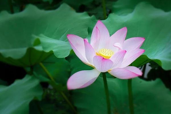 孔子论君子与小人的七个区别