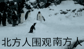 下雪天 被这些南方人民的行为笑哭了