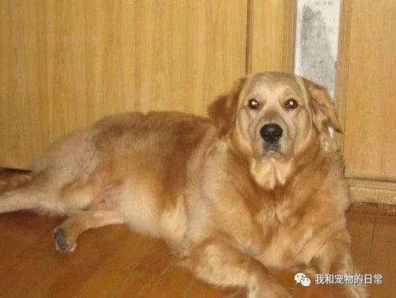 金毛在爷爷家养了2个月 结果长胖了30斤 成了一头100斤的大胖金猪!