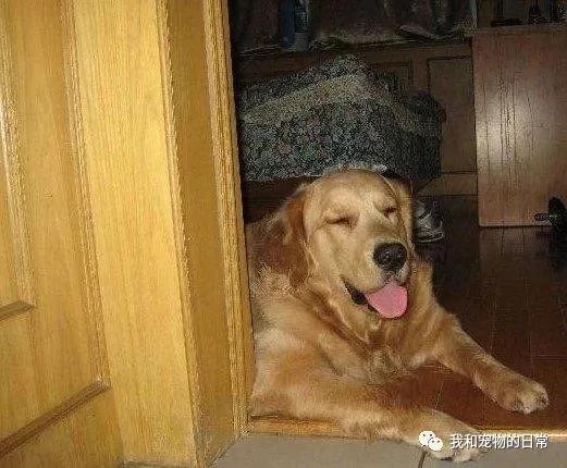 金毛在爷爷家养了2个月 结果长胖了30斤 成了一头100斤的大胖金猪!