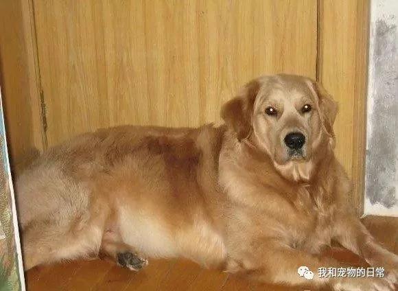 金毛在爷爷家养了2个月 结果长胖了30斤 成了一头100斤的大胖金猪!