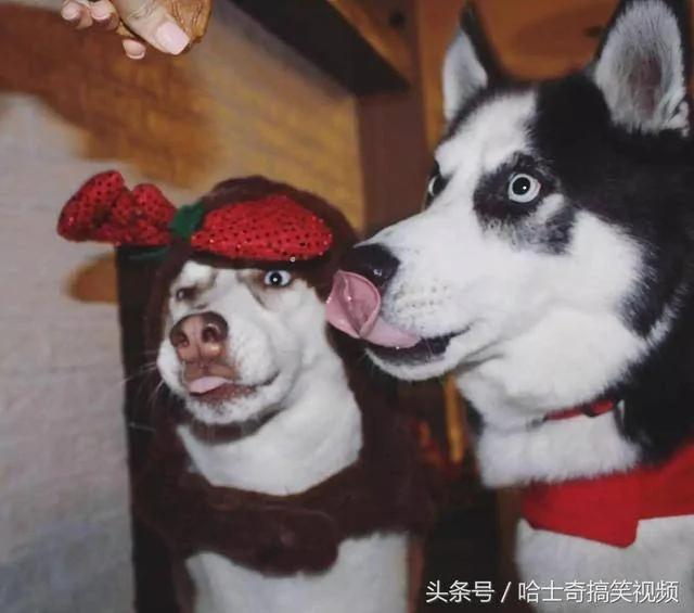 这只哈士奇跟主人吵架而出名 结果女主人给它找了个丑老婆!
