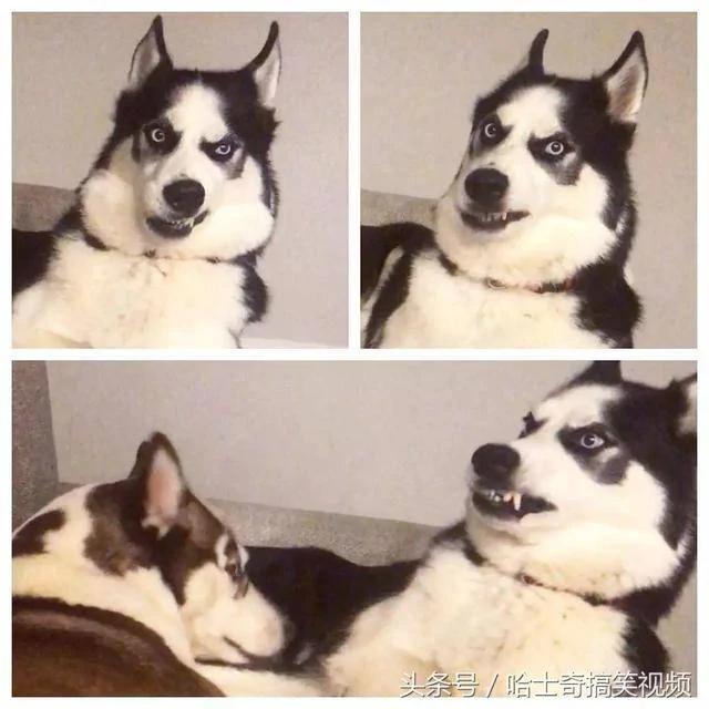 这只哈士奇跟主人吵架而出名 结果女主人给它找了个丑老婆!
