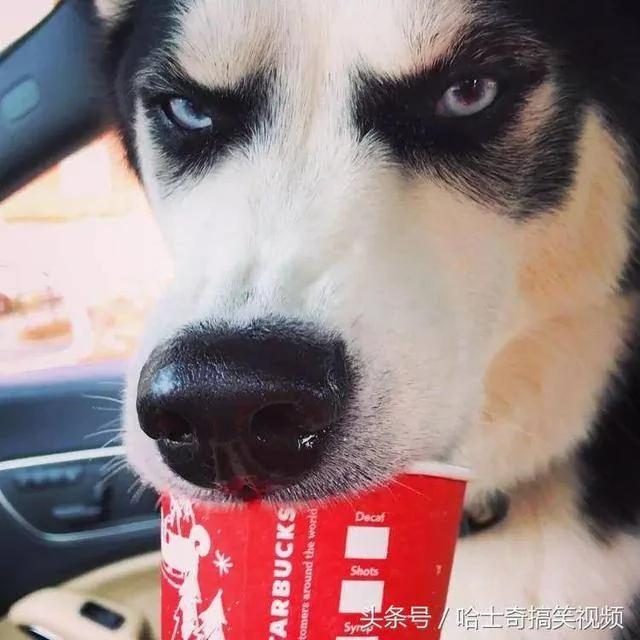 这只哈士奇跟主人吵架而出名 结果女主人给它找了个丑老婆!