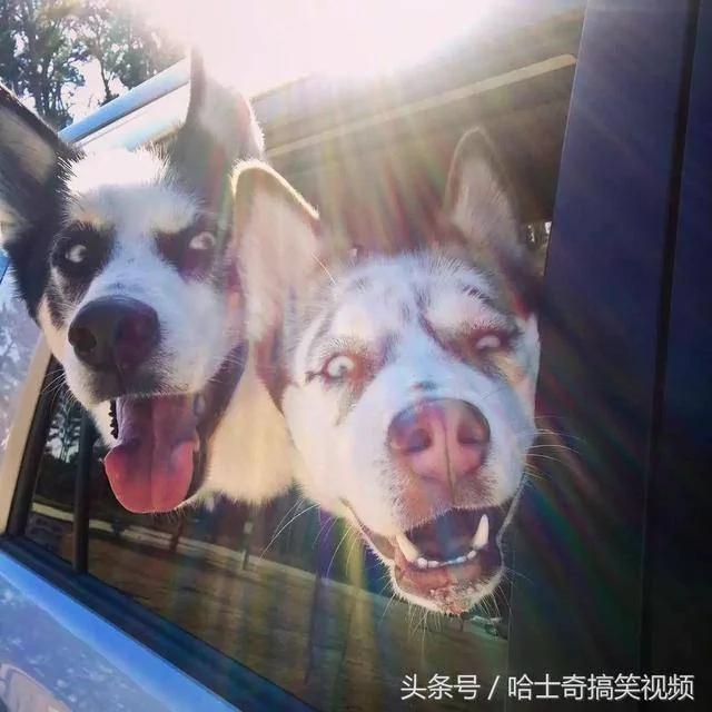 这只哈士奇跟主人吵架而出名 结果女主人给它找了个丑老婆!