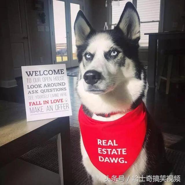 这只哈士奇跟主人吵架而出名 结果女主人给它找了个丑老婆!
