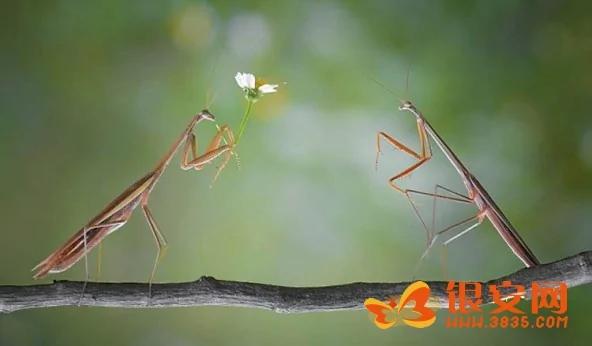 一只螳螂手捧鲜花向另一只螳螂求爱