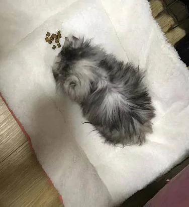 女孩将猫咪晒到网上 网友称:小浣熊是它爹吧!