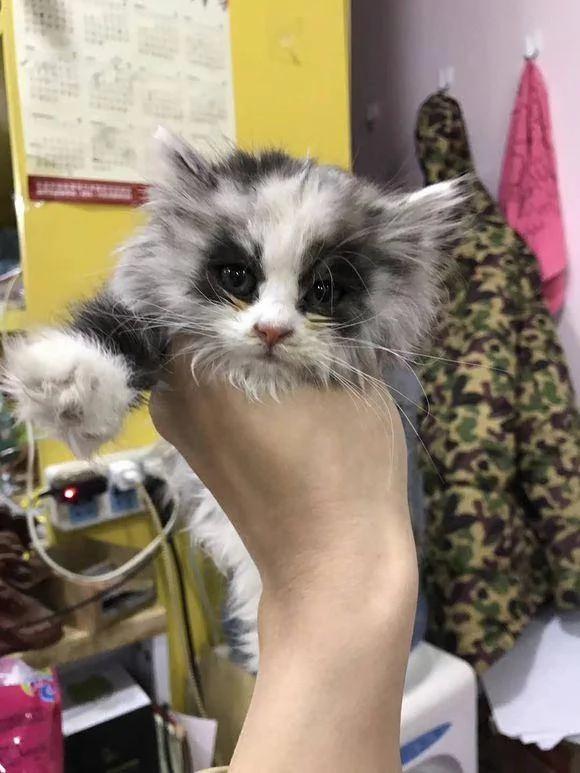 女孩将猫咪晒到网上 网友称:小浣熊是它爹吧!