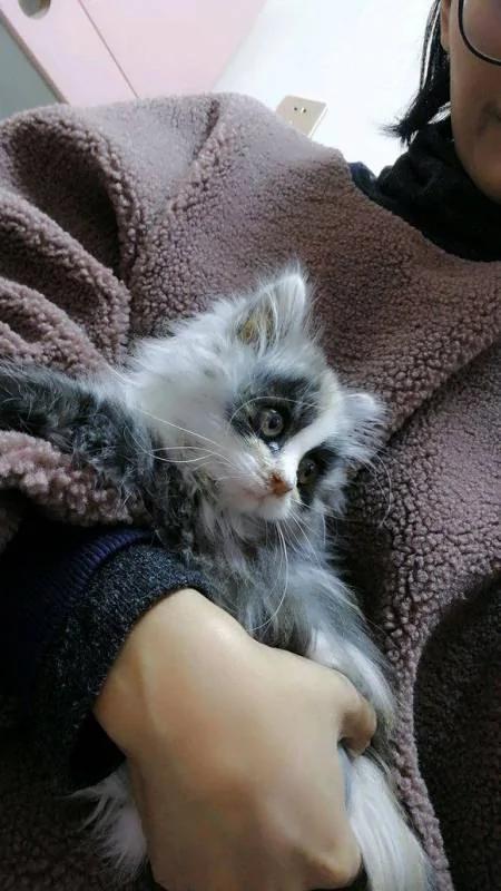 女孩将猫咪晒到网上 网友称:小浣熊是它爹吧!