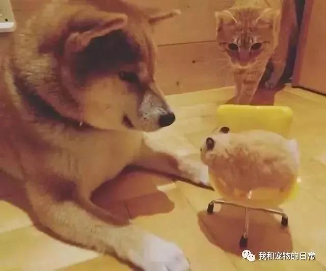 网友家里的狗狗和猫咪原本不能和平相处 但自从养了一只仓鼠后画风就变成了这样!