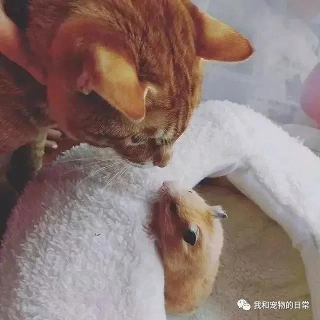 网友家里的狗狗和猫咪原本不能和平相处 但自从养了一只仓鼠后画风就变成了这样!