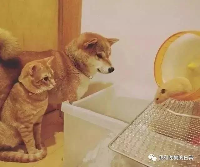 网友家里的狗狗和猫咪原本不能和平相处 但自从养了一只仓鼠后画风就变成了这样!