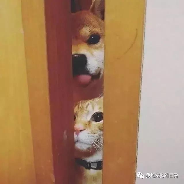 网友家里的狗狗和猫咪原本不能和平相处 但自从养了一只仓鼠后画风就变成了这样!
