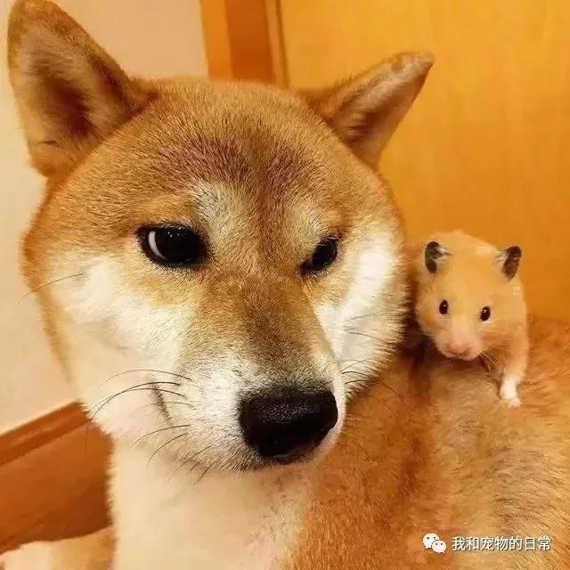 网友家里的狗狗和猫咪原本不能和平相处 但自从养了一只仓鼠后画风就变成了这样!