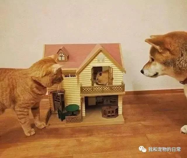 网友家里的狗狗和猫咪原本不能和平相处 但自从养了一只仓鼠后画风就变成了这样!