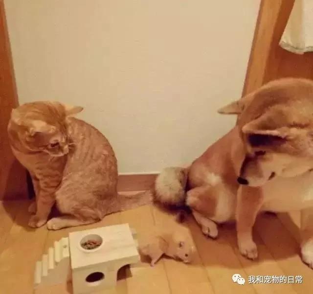 网友家里的狗狗和猫咪原本不能和平相处 但自从养了一只仓鼠后画风就变成了这样!